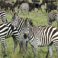 Free online html5 games - Zebra rescue game 