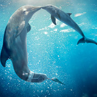 Dolphin Tale 2 Hidden Alphabets