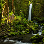 Free online flash games - Escape From Amazon Forest game - WowEscape 