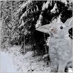 Winter Forest Escape 3