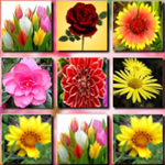Flowers Memory Match