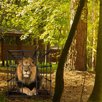 8b Starving Lion Escape