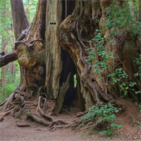 Escape From Olympic National Forest