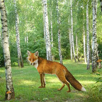 Enchanted Fox Forest Escape