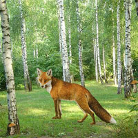 Enchanted Fox Forest Escape Game Info At Wowescape Com