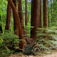 Sequoia Forest Adventure