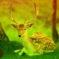 Games2rule Deer Forest Escape