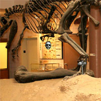 Prehistoric Museum Escape