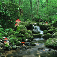 Free online html5 games - Adventure Forest Escape game - WowEscape