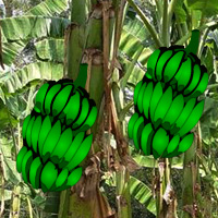 Free online html5 games - Banana Farmland Escape game 