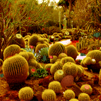 Free online html5 games - Cactus Desert Escape game - WowEscape