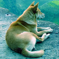 Free online html5 games - Escape Game Find Missing Dog game 