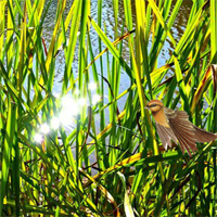 Free online html5 games - Family Escape From Tall Grass game 
