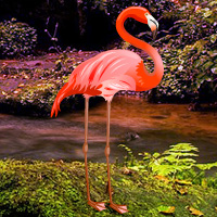 Free online html5 games - Flamingo Forest Escape game 