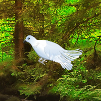 Free online html5 games - White Pigeon Forest Escape game 