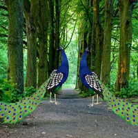 Free online html5 games - Beautiful Peacock Pair Escape HTML5 game 