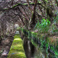 Free online html5 games - Dense Wet Forest Escape HTML5 game - WowEscape 