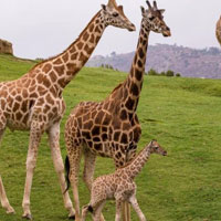 Free online html5 games - Giraffe Living Land Escape HTML5 game - WowEscape