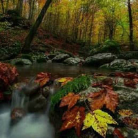 Free online html5 games - Leaf Veil Forest Escape HTML5 game - WowEscape
