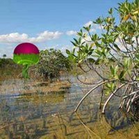 Mangrove Plants Island Escape HTML5