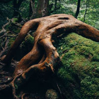 Rainforest Land Escape HTML5