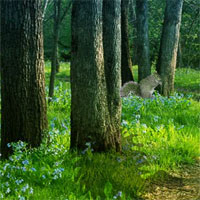 Free online html5 games - Games2rule Extremely Squirrel Forest Escape game 