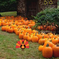 Free online html5 games - Autumn Turkey Forest Escape game 