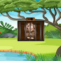 Curious Monkey Rescue