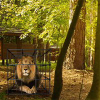 Free online html5 games - 8b Starving Lion Escape game 