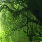 Free online html5 games - Plantation Forest Escape game 