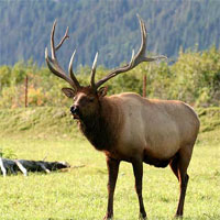 Free online html5 games - Denali National Park game 