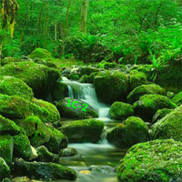 Free online html5 games - Wildwood Forest Escape game 