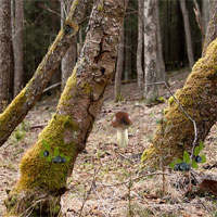 Free online html5 games - Delicious Forest Blueberries Escape game 