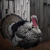 Free online html5 games - Ekey Container House Thanksgiving Escape game 