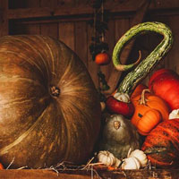 Free online html5 games - Thanksgiving Pumpkin Room Escape HTML5 game - WowEscape 