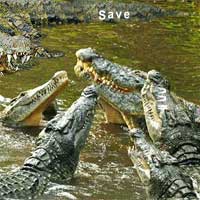 Free online html5 games - Escape crocky AjazGames game 