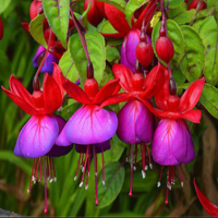 Free online html5 games - Flower Lawn Escape HTML5 game 