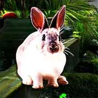 Free online html5 games - Mirchi rabbit rescue 2 game 