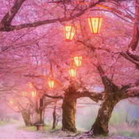 Free online html5 games - Bigescapegames Cherry Blossom Forest Escape game 