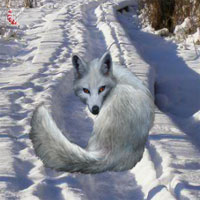 Free online html5 games - Frozen Forest Escape 2 game 