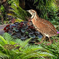 Free online html5 games - Quail Bird Rainforest Escape game 