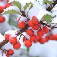Free online html5 games - Christmas Cats Berry Forest Escape HTML5 game 
