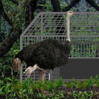 Free online html5 games - Wild Ostrich Escape Games2rule game 