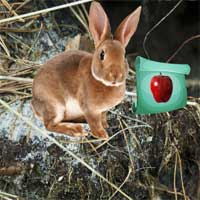 Free online html5 games - Mysterious Password Forest Escape 3 EscapeFan game 