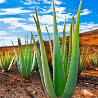 Free online html5 games - Escape From Aloevera Land HTML5  game 