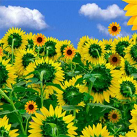Free online html5 games - Hidden Sunflower game 