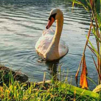 Free online html5 games - Fantasy Swan Valley Escape HTML5 game 