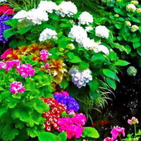 Free online html5 games - Avm Flowers Garden Escape game 