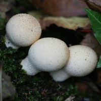 Free online html5 games - Lycoperdon Mushroom Land Escape HTML5 game 