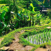 Free online html5 games -  Rice Terrace Field Escape HTML5 game 
